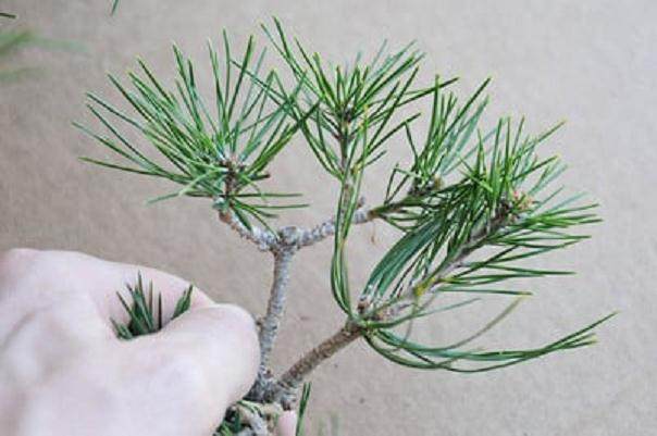 红松林盆景的修剪前后对比 图片