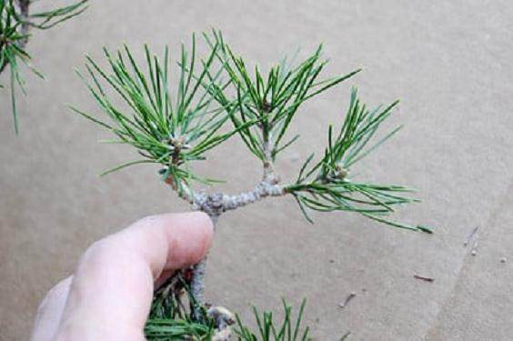 红松林盆景的修剪前后对比 图片