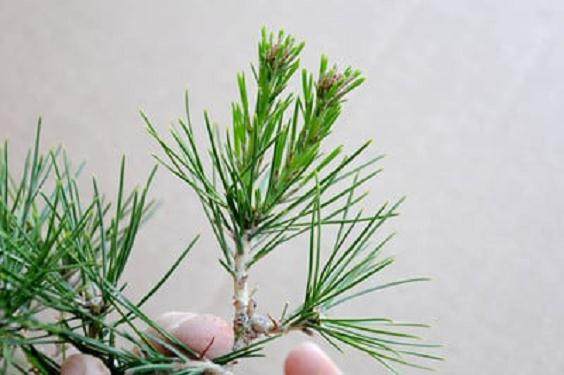 红松林盆景的修剪前后对比 图片