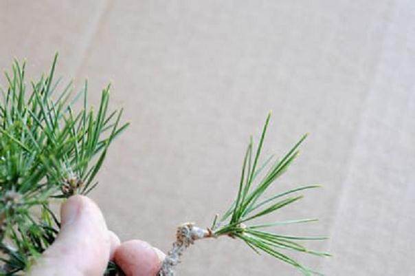 红松林盆景的修剪前后对比 图片