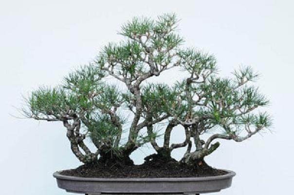 红松林盆景的修剪前后对比 图片