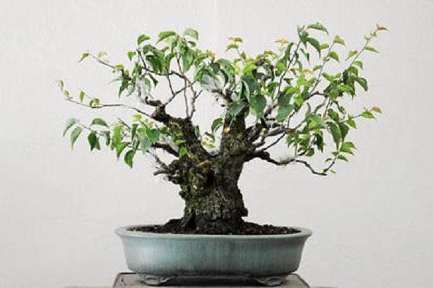 图解 梅花盆景怎么嫁接的11个过程