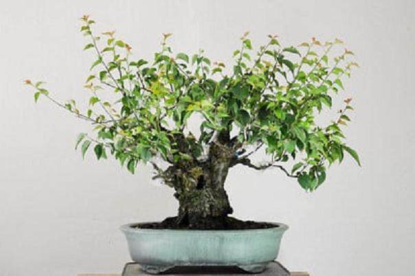 图解 梅花盆景怎么嫁接的11个过程