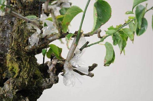 图解 梅花盆景怎么嫁接的11个过程