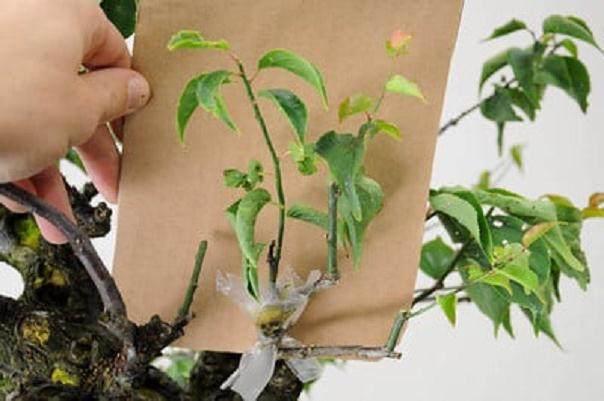 图解 梅花盆景怎么嫁接的11个过程