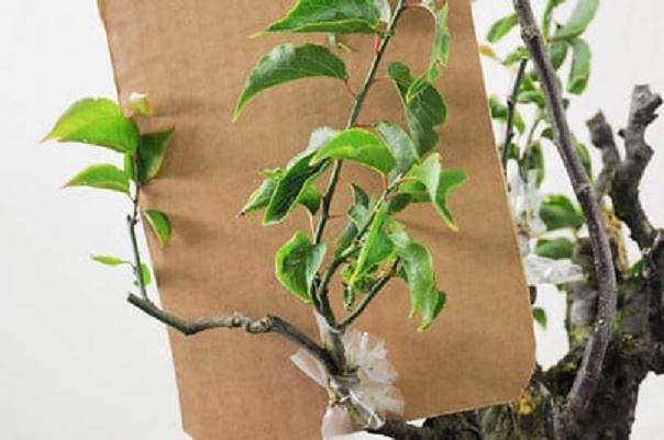 图解 梅花盆景怎么嫁接的11个过程