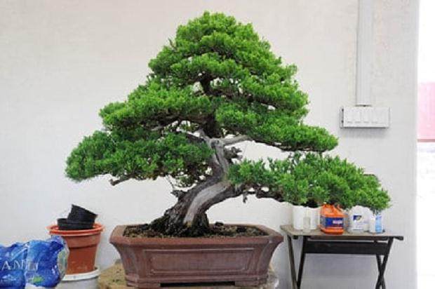 图解 梅花盆景怎么嫁接的11个过程