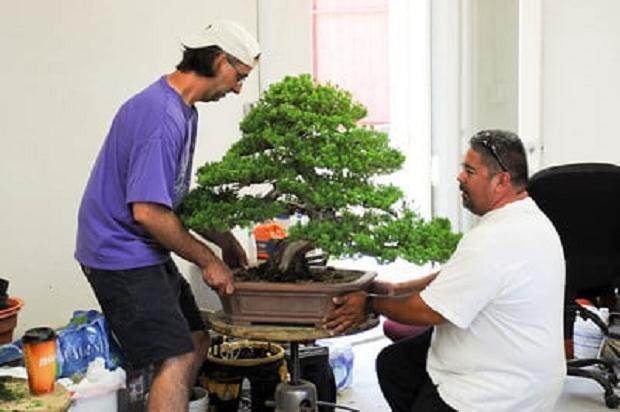 图解 梅花盆景怎么嫁接的11个过程