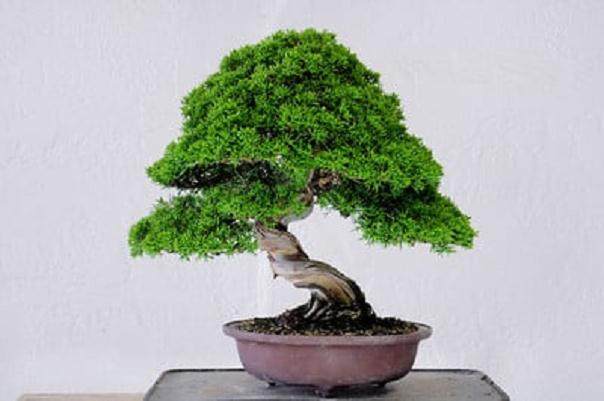 图解 梅花盆景怎么嫁接的11个过程