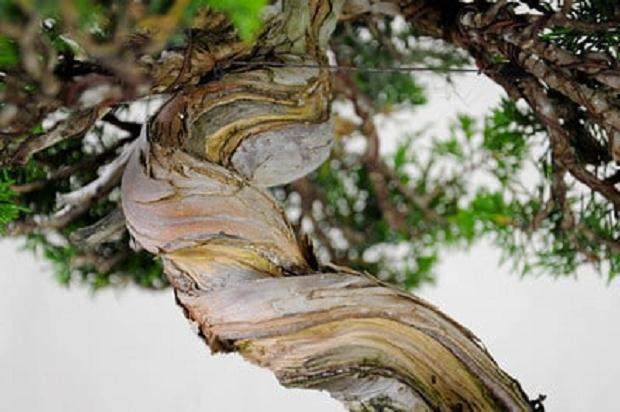 图解 梅花盆景怎么嫁接的11个过程