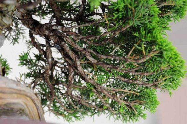 图解 梅花盆景怎么嫁接的11个过程