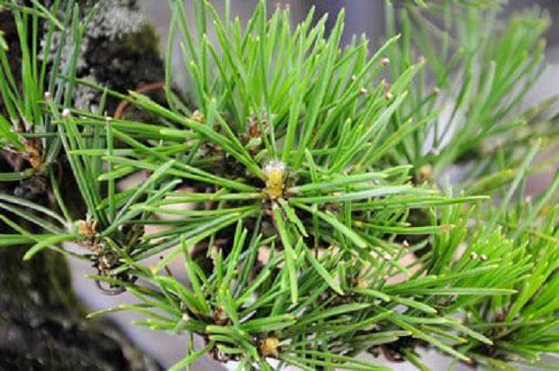 图解 梅花盆景怎么嫁接的11个过程