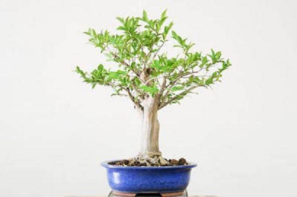 如何给紫薇盆景进行剪枝?