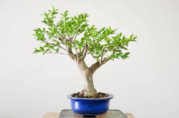 如何给紫薇盆景进行剪枝?