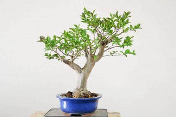 图解 如何给紫薇盆景进行剪枝的方法