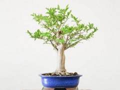 图解 如何给紫薇盆景进行剪枝的方法