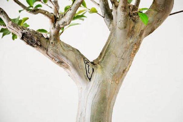 图解 如何给紫薇盆景进行剪枝的方法