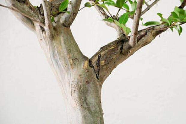 图解 如何给紫薇盆景进行剪枝的方法