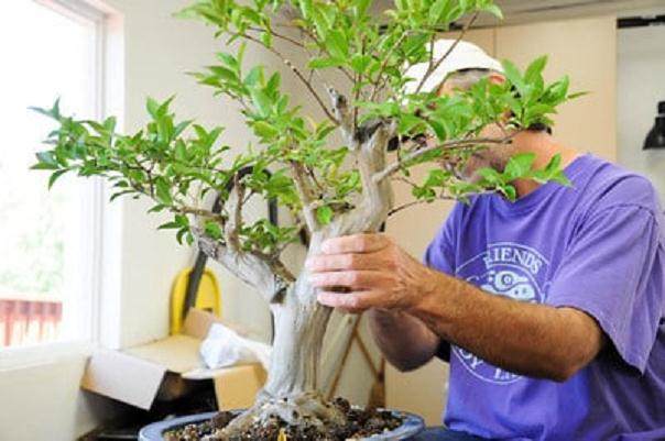 图解 如何给紫薇盆景进行剪枝的方法