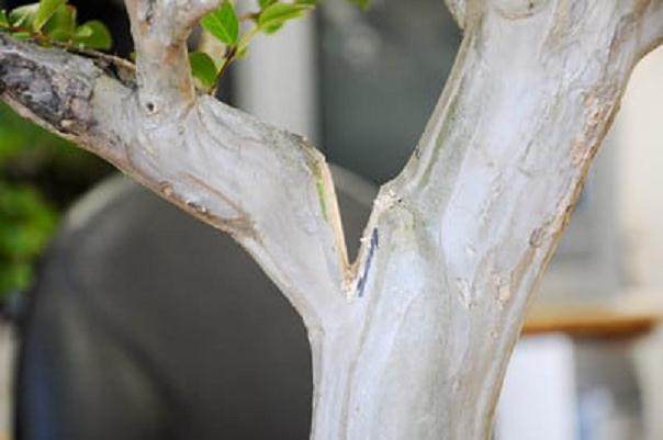 图解 如何给紫薇盆景进行剪枝的方法