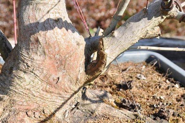 图解 如何给紫薇盆景进行剪枝的方法