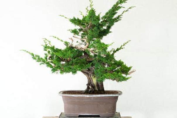 我最近有幸参加了由Akio Kondo开办的盆景研讨会