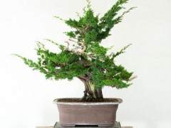 我最近有幸参加了由Akio Kondo开办的盆景研讨会