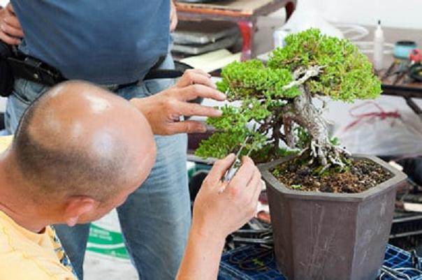 我最近有幸参加了由Akio Kondo开办的盆景研讨会