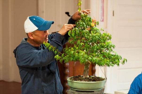 Kondo在海湾岛上的盆景指导