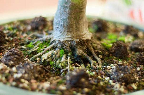 Kondo在海湾岛上的盆景指导