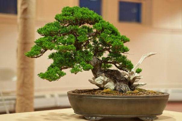 Kondo在海湾岛上的盆景指导