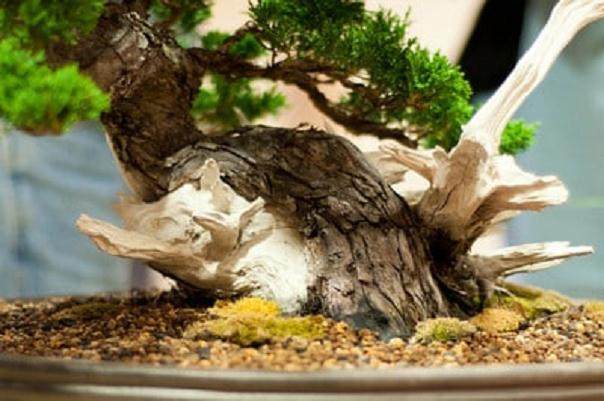 Kondo在海湾岛上的盆景指导