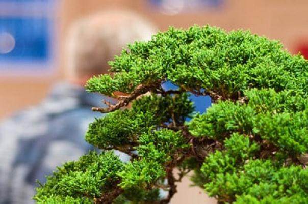 Kondo在海湾岛上的盆景指导