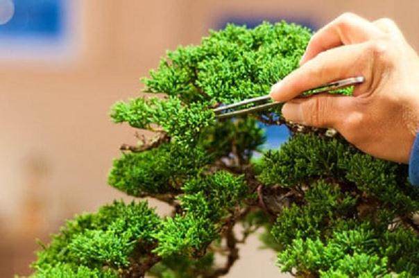 Kondo在海湾岛上的盆景指导