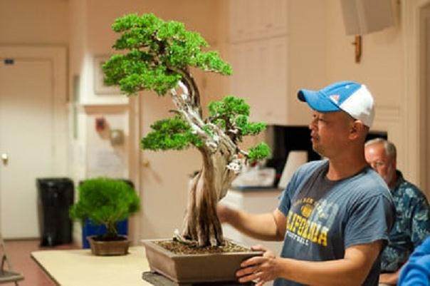 Kondo在海湾岛上的盆景指导