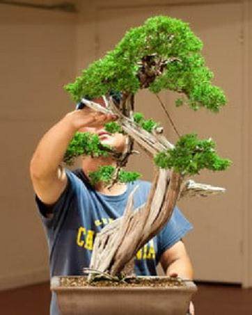 Kondo在海湾岛上的盆景指导