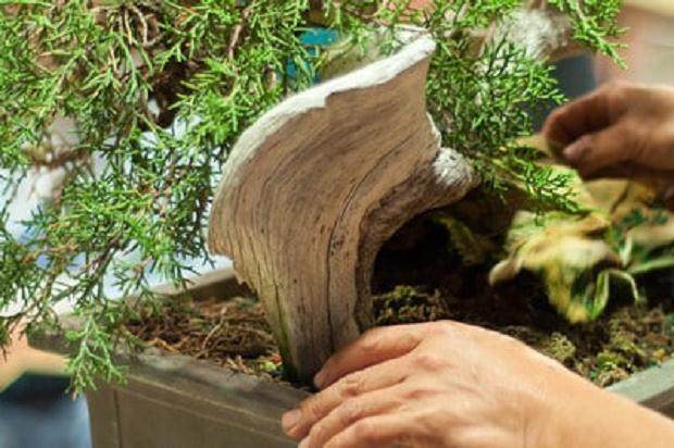 Kondo在海湾岛上的盆景指导