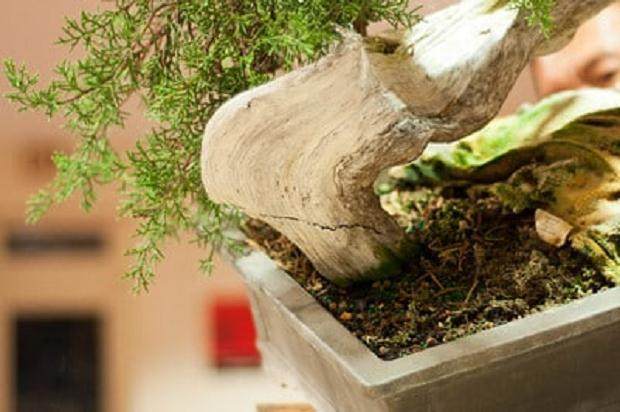 Kondo在海湾岛上的盆景指导