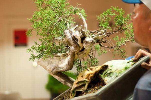 Kondo在海湾岛上的盆景指导