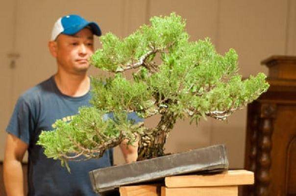 Kondo在海湾岛上的盆景指导