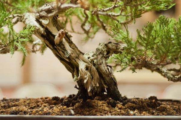 Kondo在海湾岛上的盆景指导