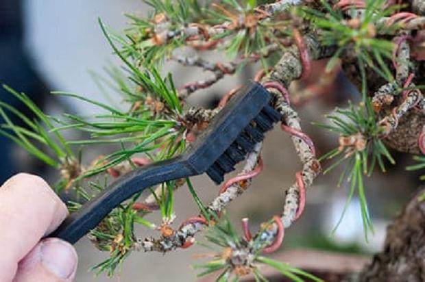 如何用牙刷来刷盆景的树皮?