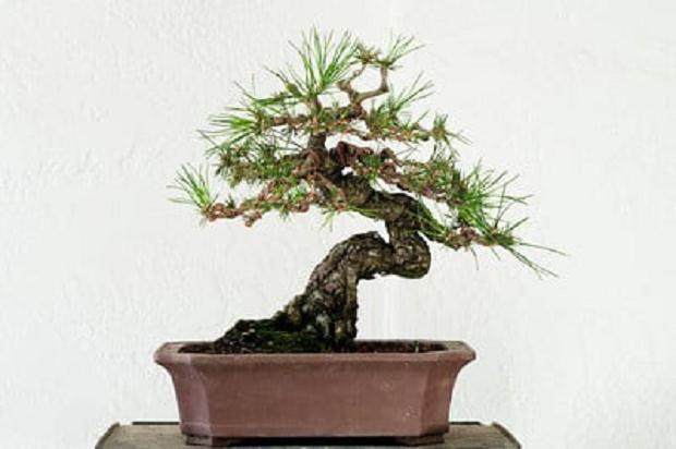 如何用牙刷来刷盆景的树皮?