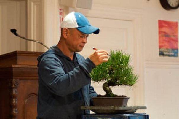 图解 在秋季对黑松盆景的修剪工作