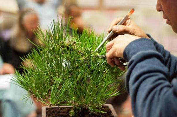 图解 在秋季对黑松盆景的修剪工作