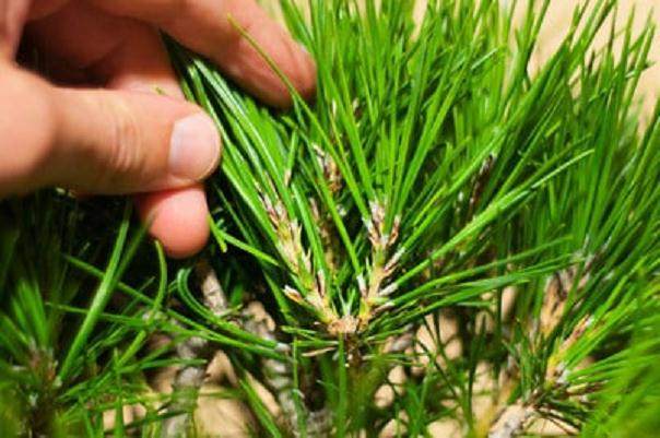 图解 在秋季对黑松盆景的修剪工作