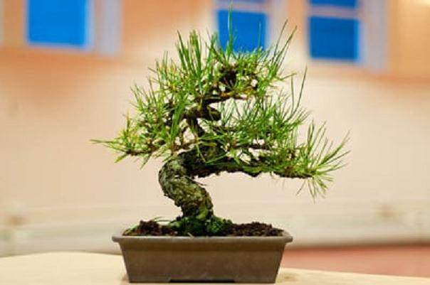 图解 在秋季对黑松盆景的修剪工作