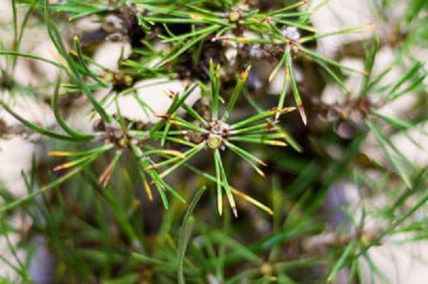 图解 在秋季对黑松盆景的修剪工作