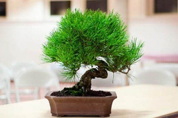 图解 在秋季对黑松盆景的修剪工作