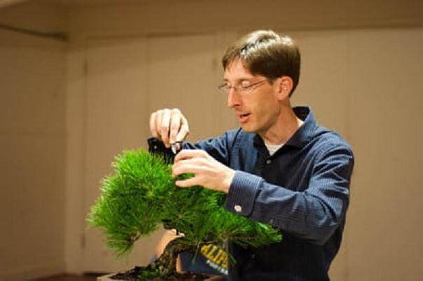 图解 在秋季对黑松盆景的修剪工作